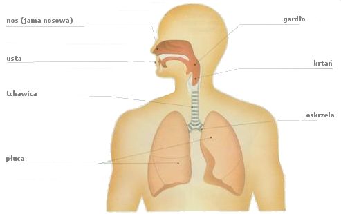 ukad oddechowy