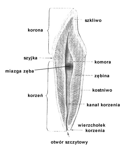 Zb siekacz